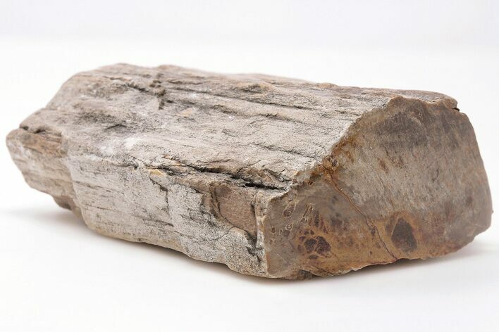 Devonian Petrified Wood From Oklahoma - Oldest True Wood #198032